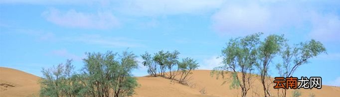 干旱环境中植物是如何生存的？