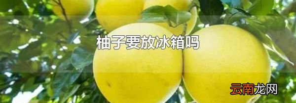 柚子要放冰箱吗