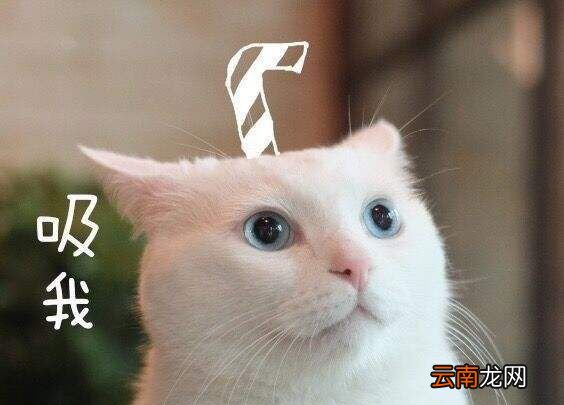 吸猫到底是什么意思？