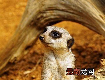 狐和狸是同一种动物吗？
