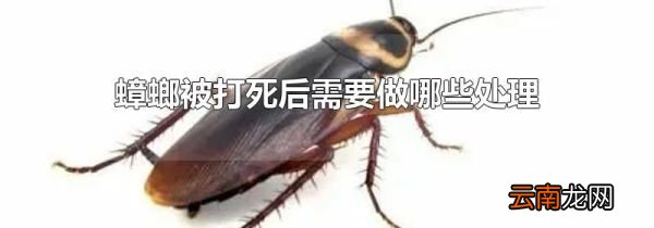 蟑螂被打死后需要做哪些处理