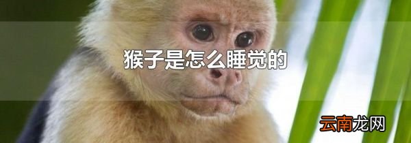 猴子是怎么睡觉的