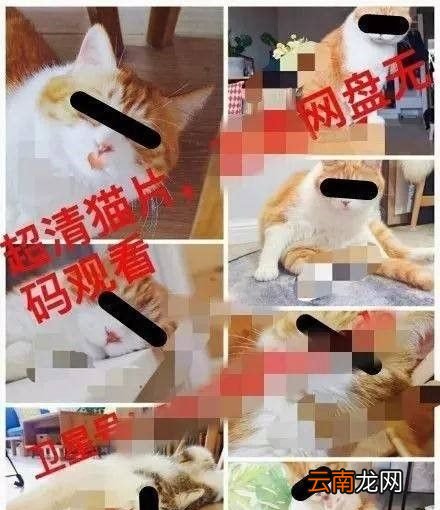 非法吸猫是什么意思？