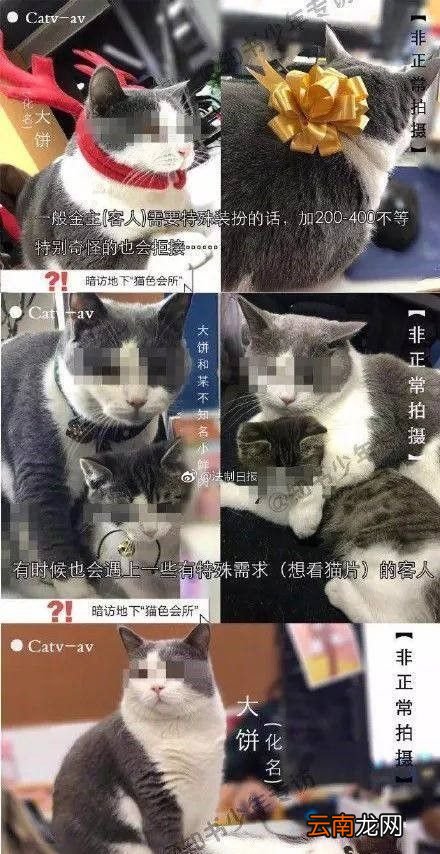 非法吸猫是什么意思？