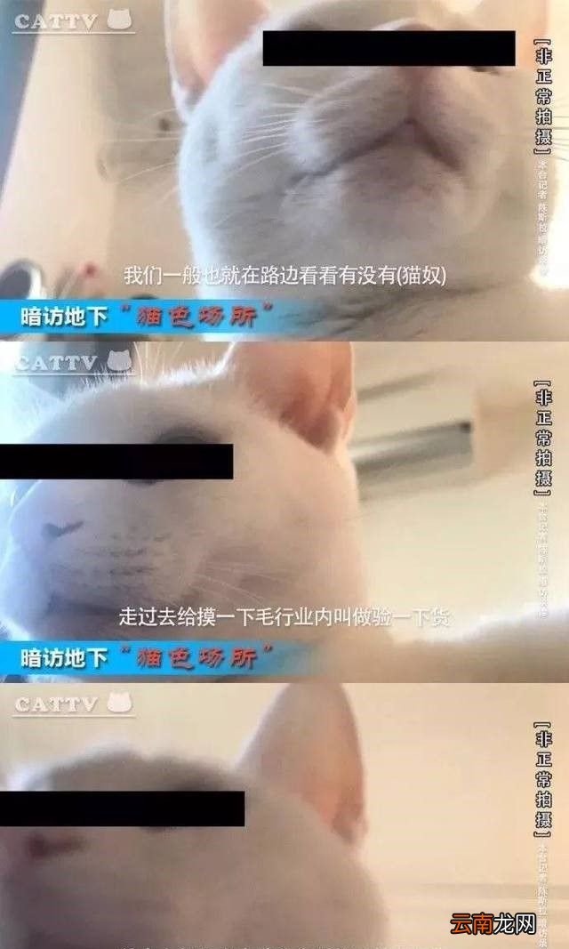 非法吸猫是什么意思？