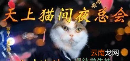 非法吸猫是什么意思？