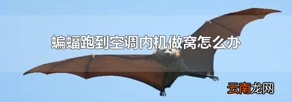 蝙蝠跑到空调内机做窝怎么办