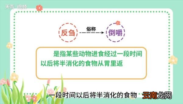 反刍的意思 反刍的意思是什么