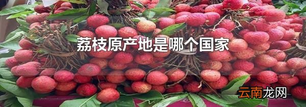 荔枝原产地是哪个国家