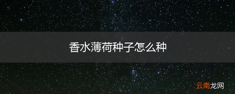 香水薄荷种子怎么种