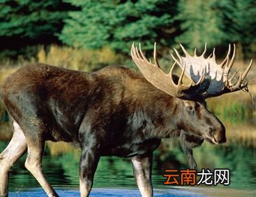 世界上体型最庞大的鹿种是什么？