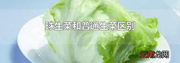 球生菜和普通生菜区别