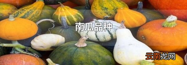 南瓜品种