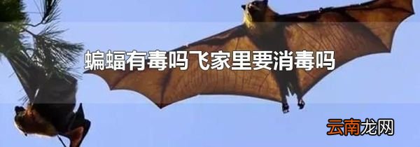 蝙蝠有毒吗飞家里要消毒吗