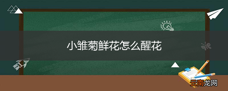 小雏菊鲜花怎么醒花