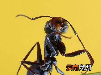 懒蚂蚁效应是什么？