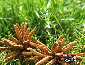 冬虫夏草真的是神药吗？