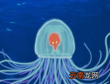 “灯塔水母”真的能“返老还童”吗？