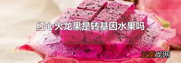 红心火龙果是转基因水果吗