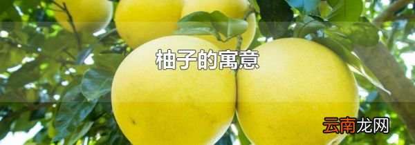 柚子的寓意
