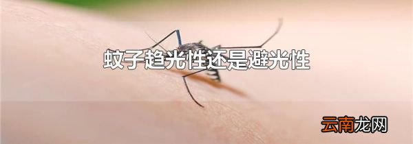 蚊子趋光性还是避光性