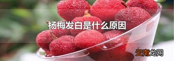 杨梅发白是什么原因