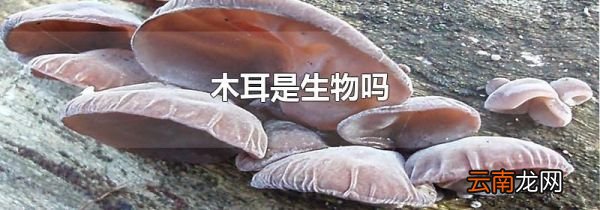 木耳是生物吗