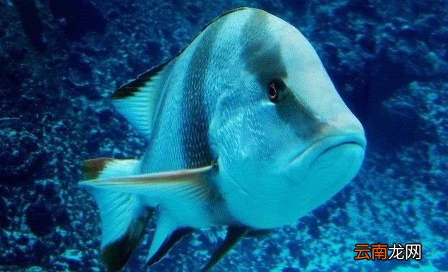 海水鱼为什么不咸？
