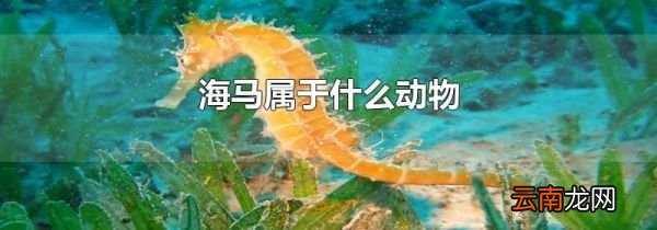 海马属于什么动物