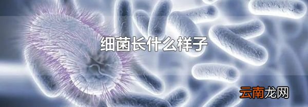 细菌长什么样子