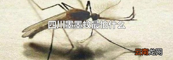 四川墨墨蚊最怕什么
