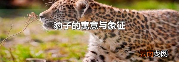 豹子的寓意与象征