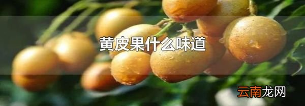 黄皮果什么味道