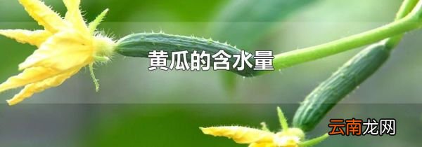 黄瓜的含水量