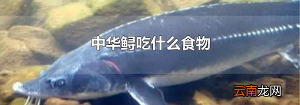 中华鲟吃什么食物