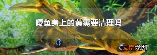 嘎鱼身上的黄需要清理吗
