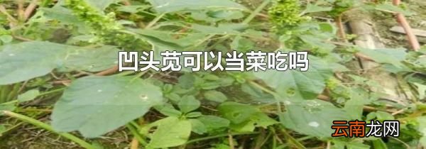 凹头苋可以当菜吃吗