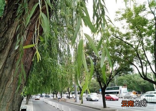 魅蓝max怎么样？魅蓝max好不好？魅蓝max图文评测