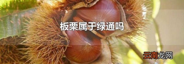 板栗属于绿通吗