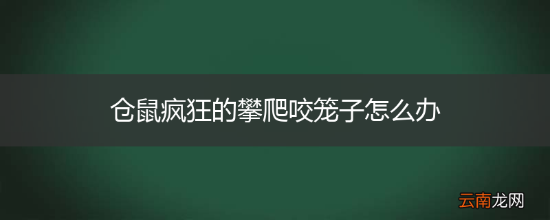 仓鼠疯狂的攀爬咬笼子怎么办