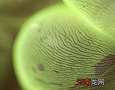 海底以下的地层中有生命吗？