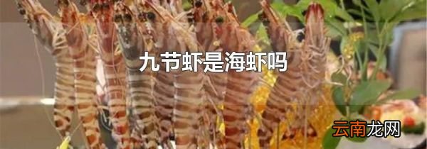 九节虾是海虾吗