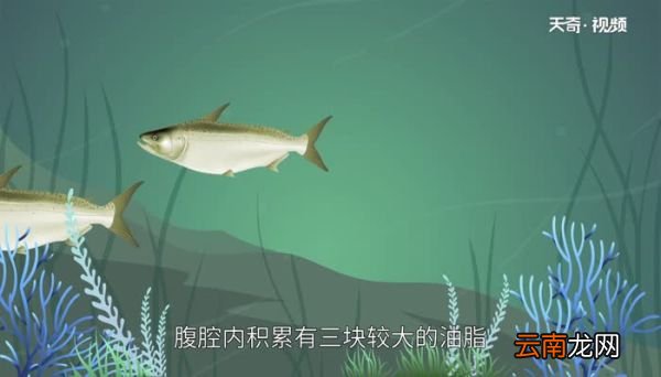 龙利鱼和巴沙鱼的区别 龙利鱼和巴沙鱼有什么不同