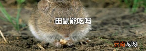田鼠能吃吗