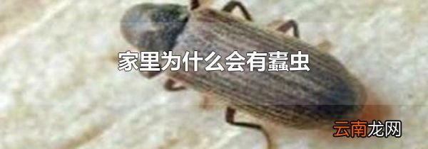 家里为什么会有蠹虫