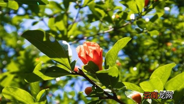 石榴花花语 石榴花花语是什么