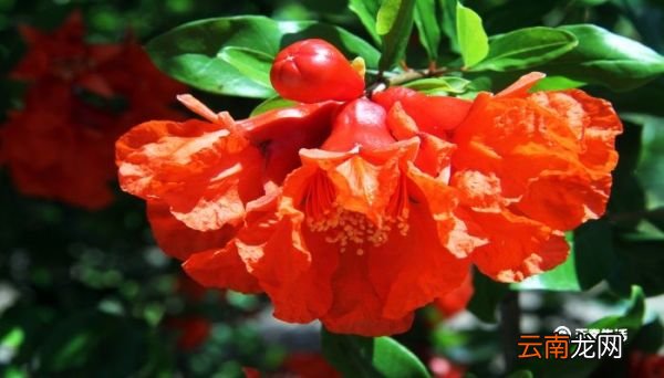 石榴花花语 石榴花花语是什么
