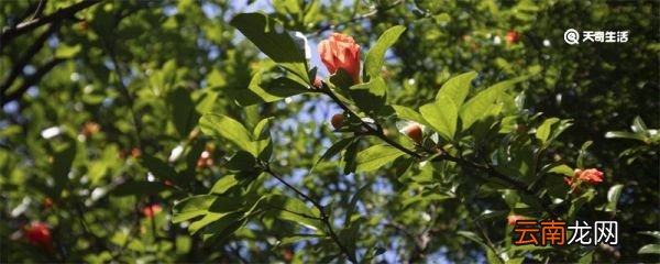 石榴花花语 石榴花花语是什么