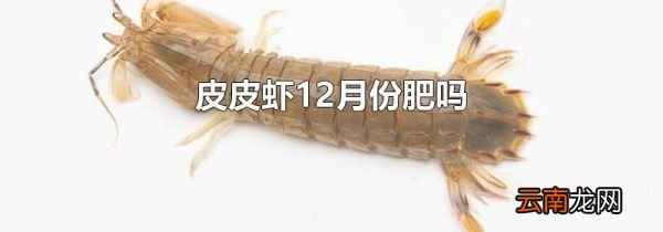 皮皮虾12月份肥吗