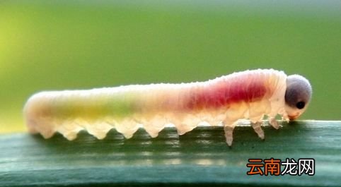 毛毛虫效应是什么？